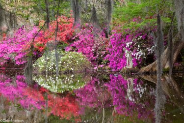 Magnolia-Gardens-Charleston-SC-South-Carolina-reflection.jpg
