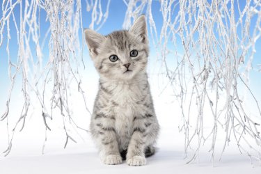 snow-kitten.jpg