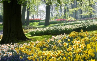 Daffodils-naturalized-in-a-landscape.jpg
