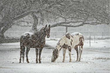winter-horses.jpg