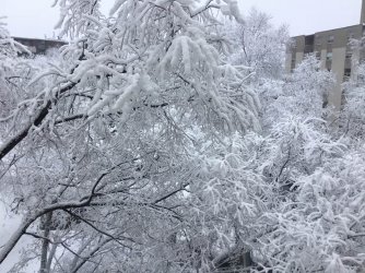 ice and trees.jpg
