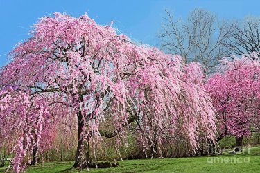 2-pink-weeping-cherry-tree-in-bloom-regina-geoghan.jpg