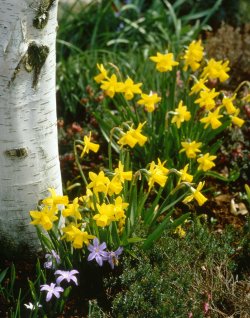 daffodil.tete_.a.tete2_.jpg