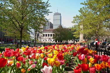 boston-spring-blooms.jpg