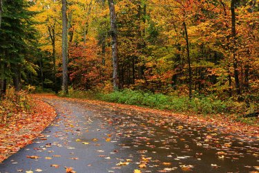 light-autumn-rain-rachel-cohen.jpg