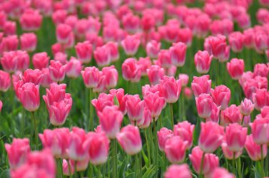 a-field-of-pink-tulips-ronda-broatch.jpg