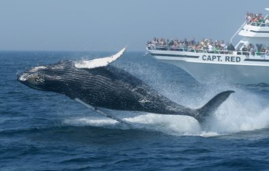 new-england-whale-watching.jpg