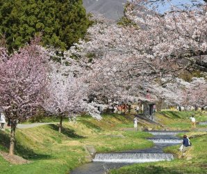 INAWASHIRO_SAKURA3-e1549534793300.jpg