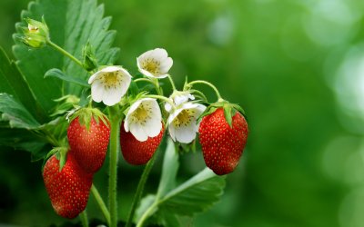 strawberries_berries_ripe_123009_3840x2400.jpg