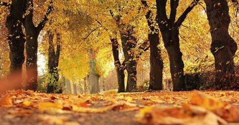 autumn-trees-social.jpg