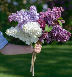 variety-of-lilac-flowers-and-trees.jpg