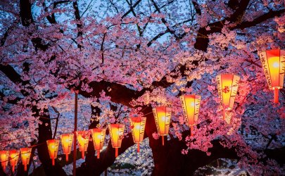 023-your-shot-cherry-blossoms.jpg