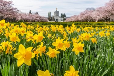 spring-is-sprung-rhymes-and-poetry-related-to-springtime.jpg