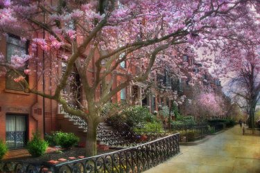 magnolia-trees-in-spring-back-bay-boston-joann-vitali.jpg