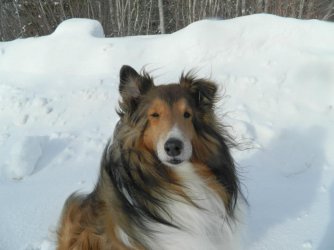 skye in the deep snow.jpg skye in the deep snow.jpg