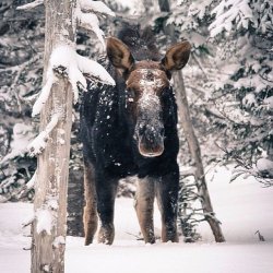 snowy moose.jpg