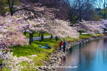 800-spring-flowers-esplanade-3x2.jpg