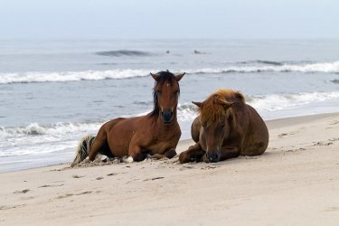 wild-horses-of-assateague-island-edward-kreis.jpg