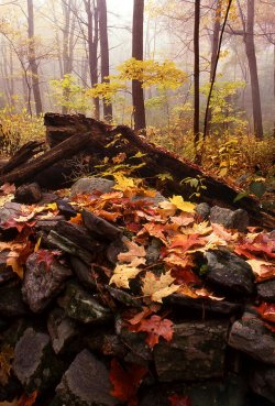 new-england-autumn-forest-scene-tony-ramos.jpg
