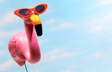 wsi-imageoptim-Summer-Flamingo.jpg