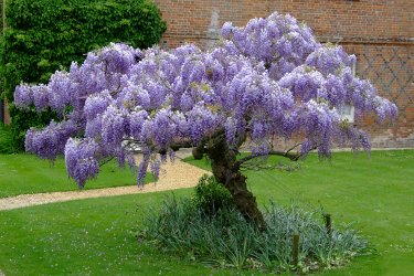 Wisteria_at_the_Vyne.jpg
