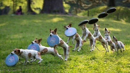 Catching_the_frisbee-dog-810x455.jpg