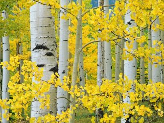 Aspen-Trees-Multi-color-0de2aba9-1d8f-4ef5-9b66-bcc4c865b498.jpg