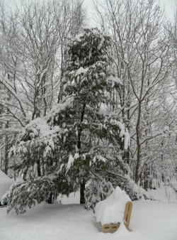 copy of my tree and bench.jpg copy of my tree and bench.jpg