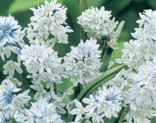 puschkinia-spring-flowering.jpg