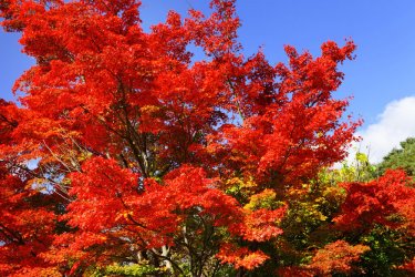 trees-for-autumn-colour-red-maple.jpg