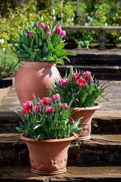 Tulipa-Queen-of-Marvel-,-Tulipa-Mistress-,-Tulipa-Ollioules-Smaller-pots-tulipa-Queen-of-Marve...jpg