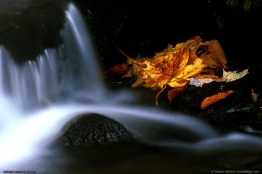 leaves-119.jpg