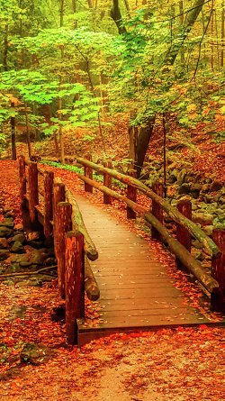 autumn-wooden-bridge-art-spectrum.jpg