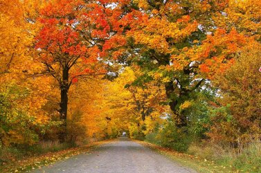 autumn-1010386_1280.jpg