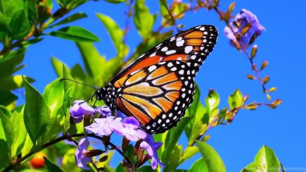 837647_high-resolution-beautiful-nature-spring-flower-wallpapers-hd-23_1920x1080_h.jpg