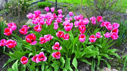 Pink-Tulips-1100x619.jpg