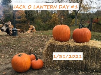 Jack O Lantern Day #1.jpg