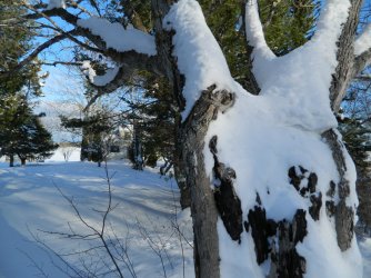 cabin and tree.jpg