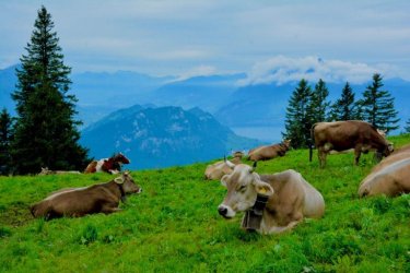 Switzerland-with-kids-cows-Melissa-Moore-768x512.jpeg