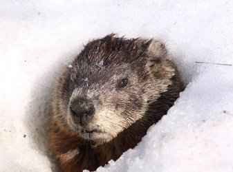 groundhog in snow.jpg