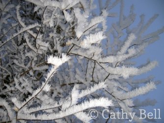 softrime-tree.jpg