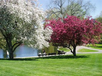 spring-in-boston.jpg