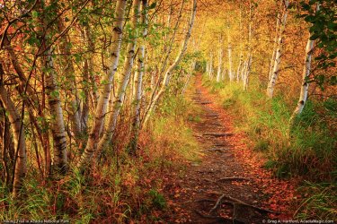 white-birch-9812.jpg