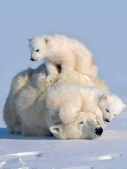 bearly warm.jpg