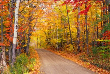 Fallnewenglandtrees_iStock_000017467311XXXLargeRF-831x560.jpg