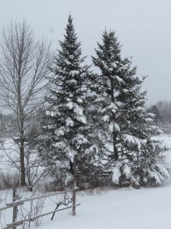 trees in winter.jpg