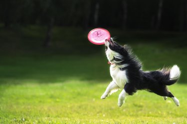 catch-a-frisbee.jpg
