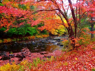 38-386597_amazing-fall-new-england-fall-foliage-leaves-new.jpg