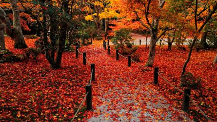 autumn-background-images.jpg