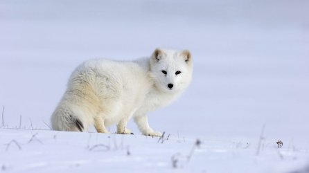 3_11_naali Arctic Fox Alopex lagopus _10.3269469a.jpg